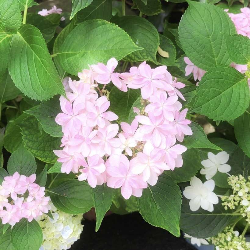 紫陽花散策☆