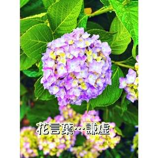 紫陽花☆