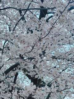 桜☆